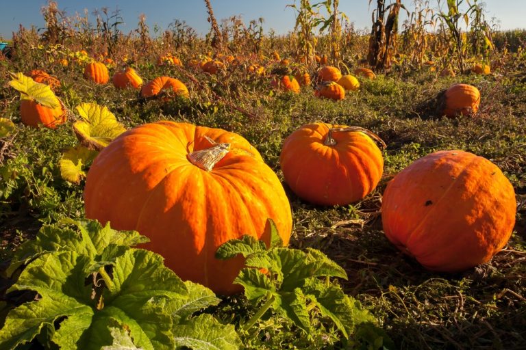 Pumpkin Patches uk