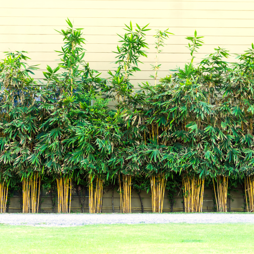 how to grow and maintain bamboo
