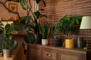 keep houseplants alive