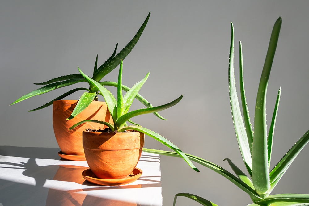 low-maintenance houseplants for apartments
