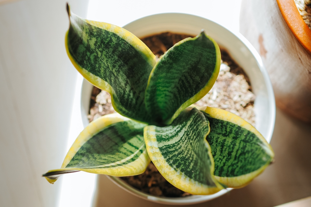 low-maintenance houseplants for apartments